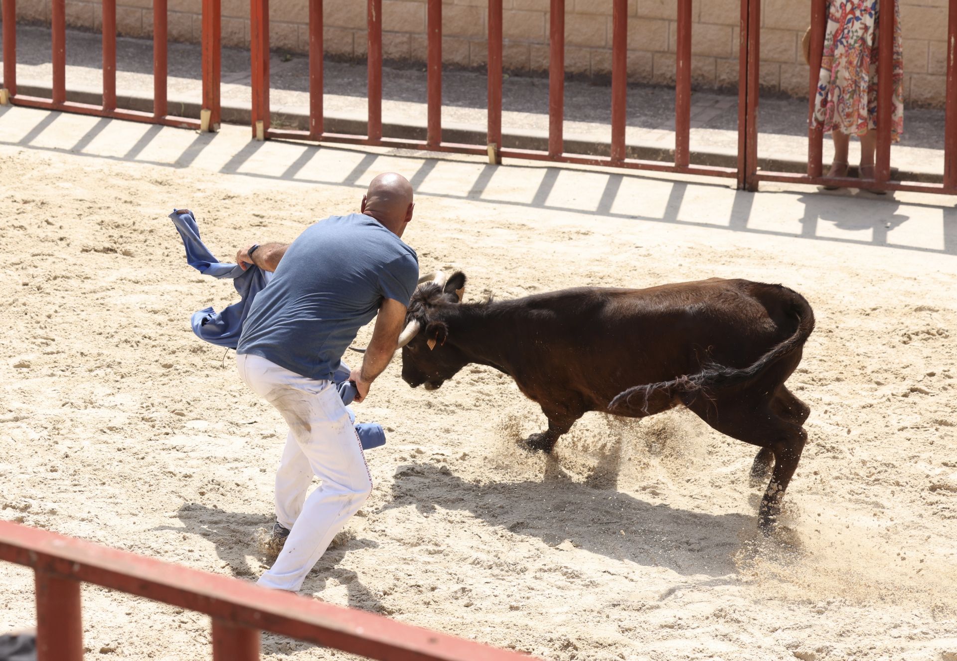 Encierro del viernes en Viana de Cega