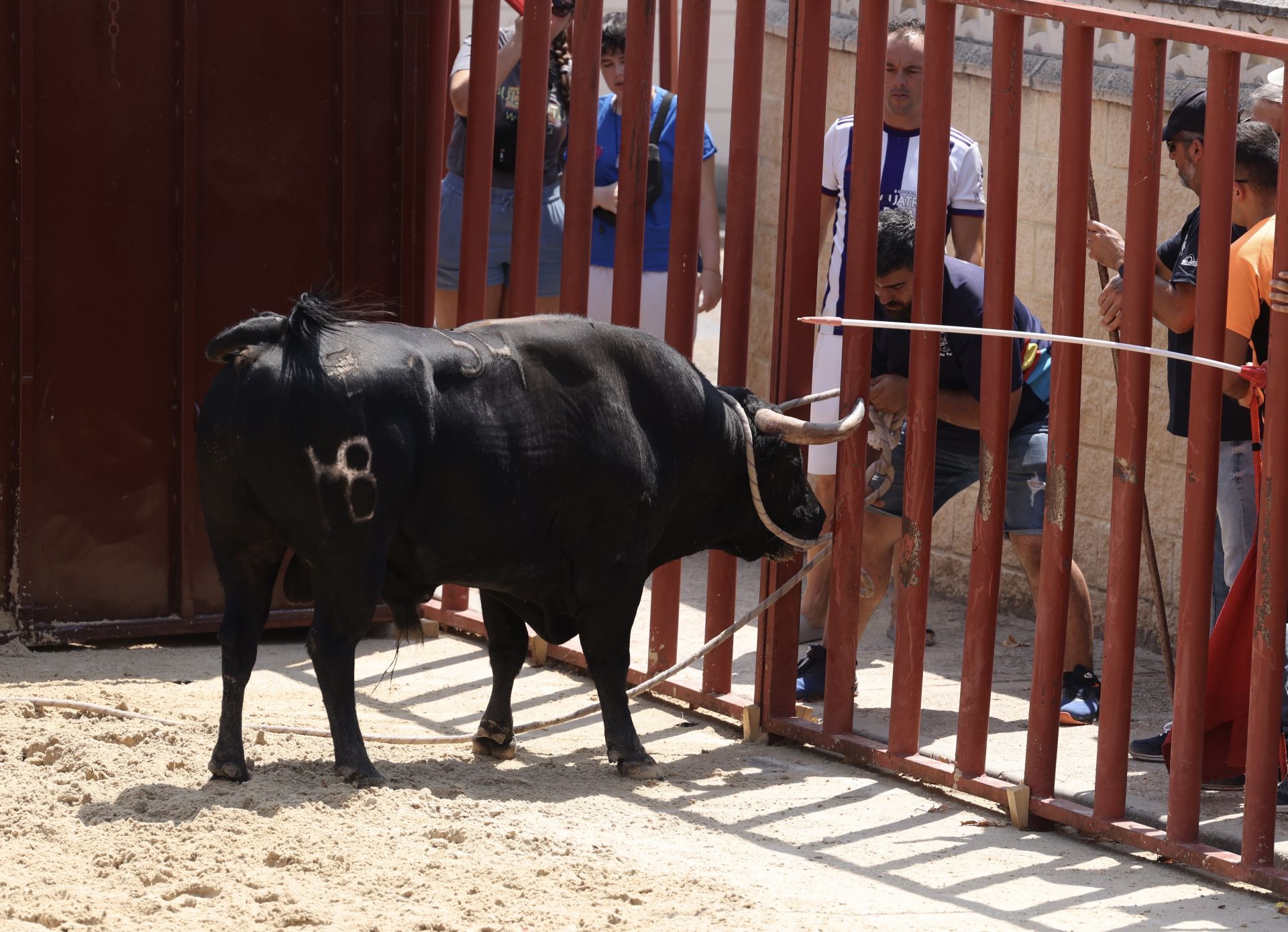 Encierro del viernes en Viana de Cega