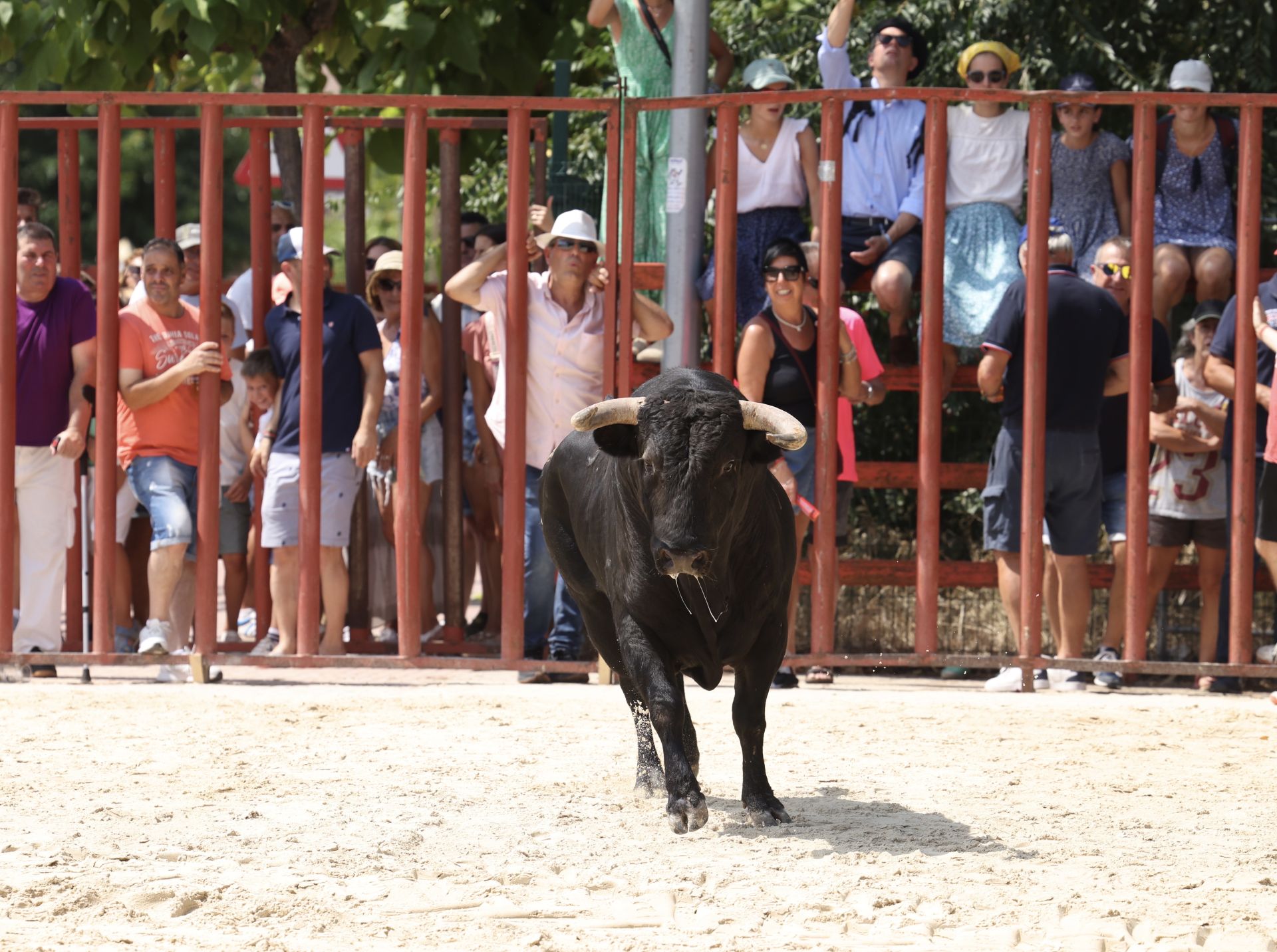 Encierro del viernes en Viana de Cega