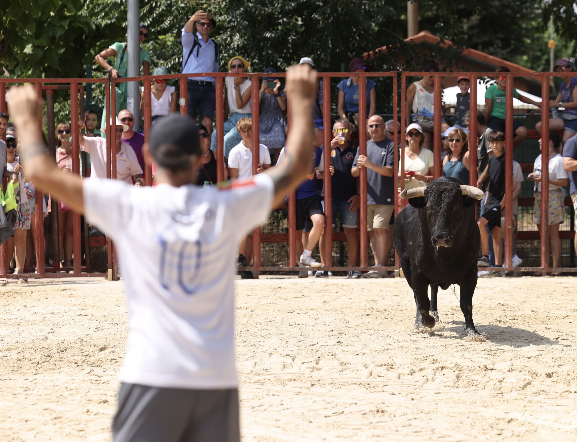 Encierro del viernes en Viana de Cega