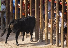 Momento en el que el astado metió la cabeza en la empalizada tras lanzar a la mujer.