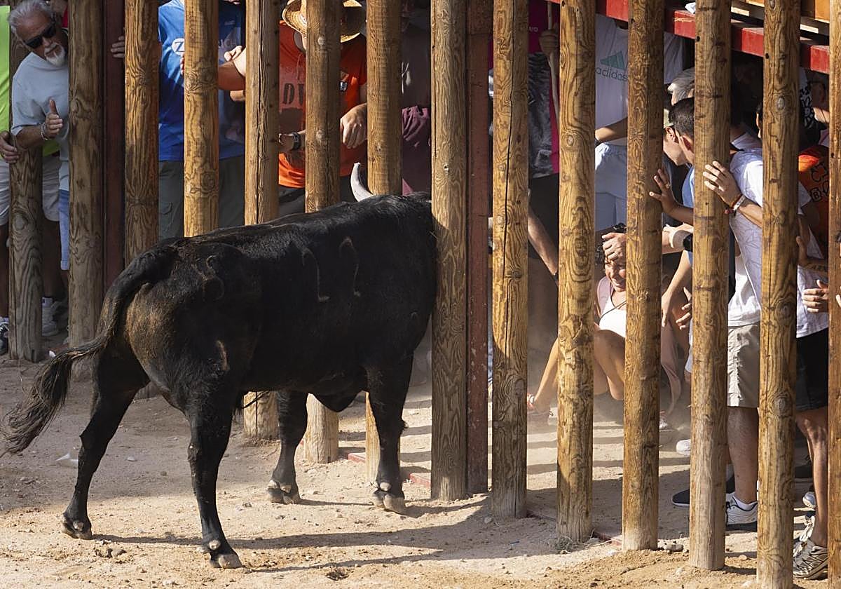 Momento en el que el astado metió la cabeza en la empalizada tras lanzar a la mujer.