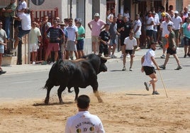 Toro del Verdejo en Rueda