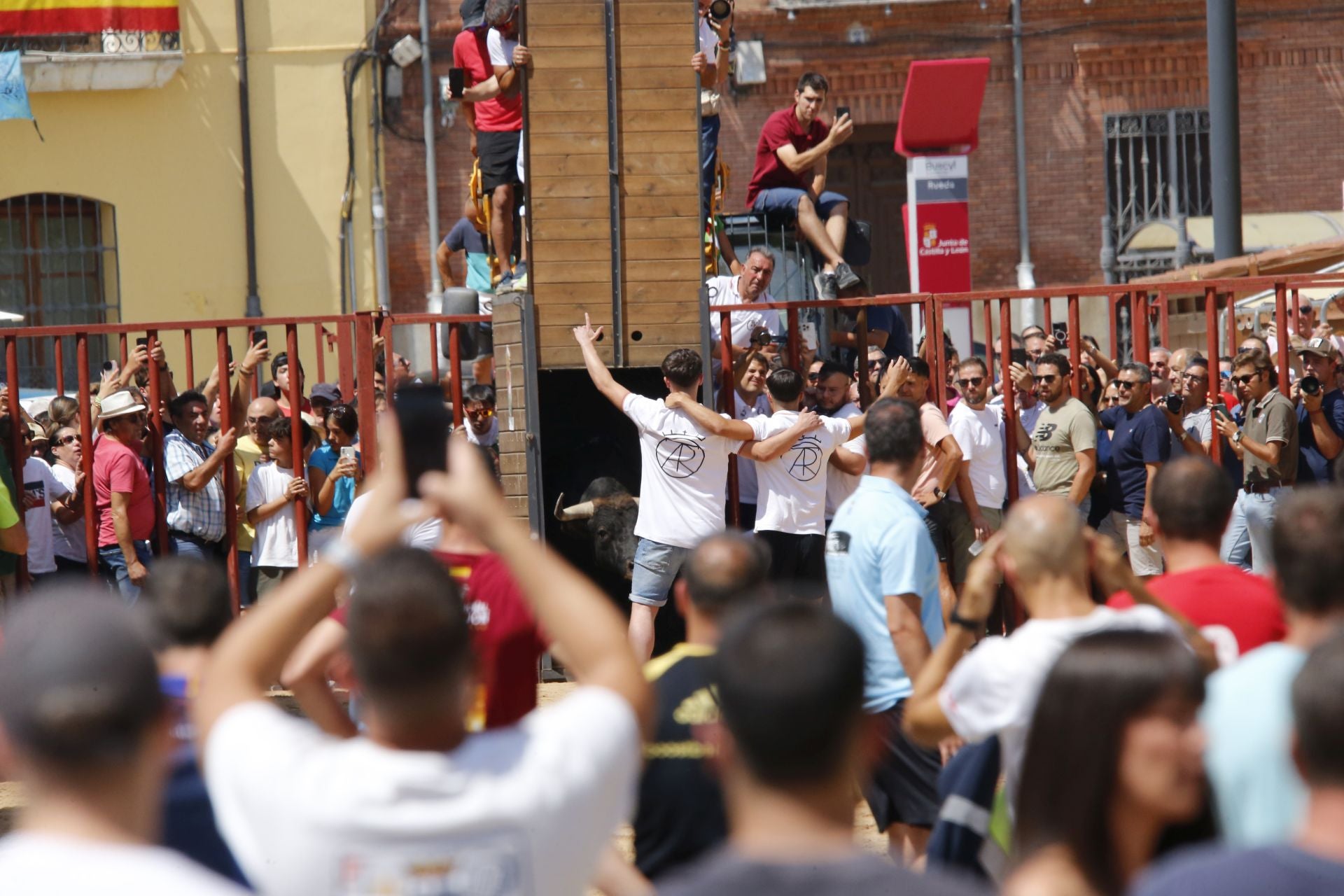 Toro del Verdejo en Rueda