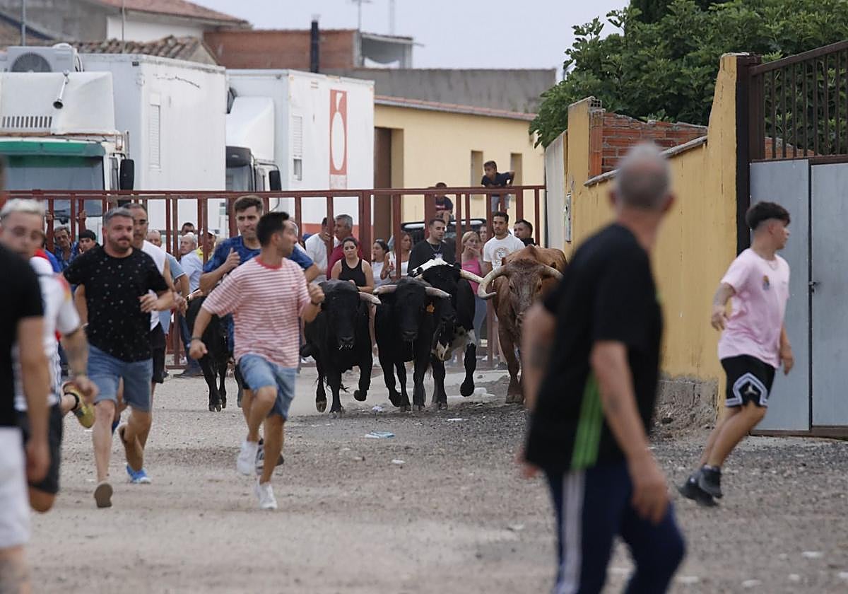 El encierro de Pollos, en imágenes