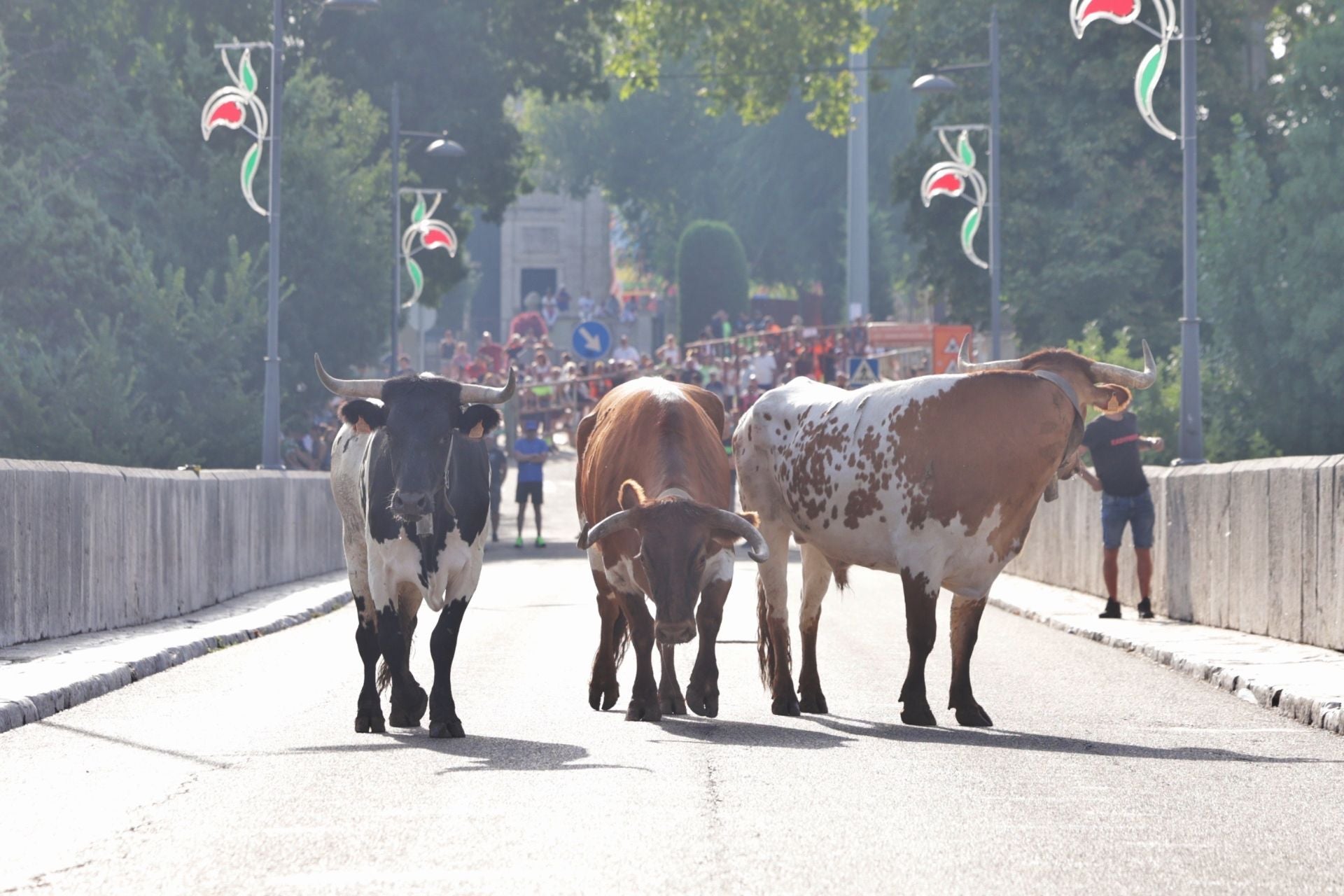 Las imágenes del encierro de Tudela de Duero de este sábado