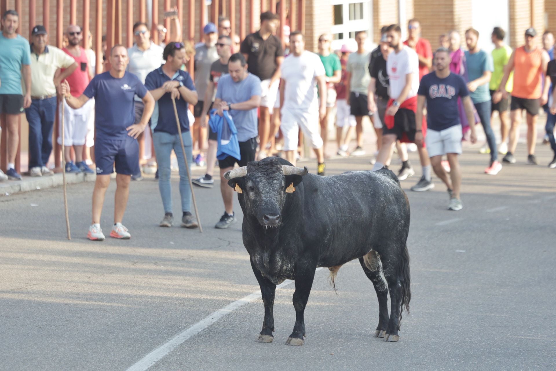 Las imágenes del encierro de Tudela de Duero de este sábado