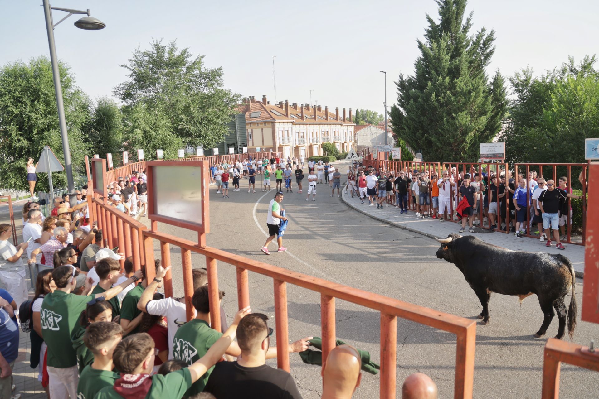 Las imágenes del encierro de Tudela de Duero de este sábado