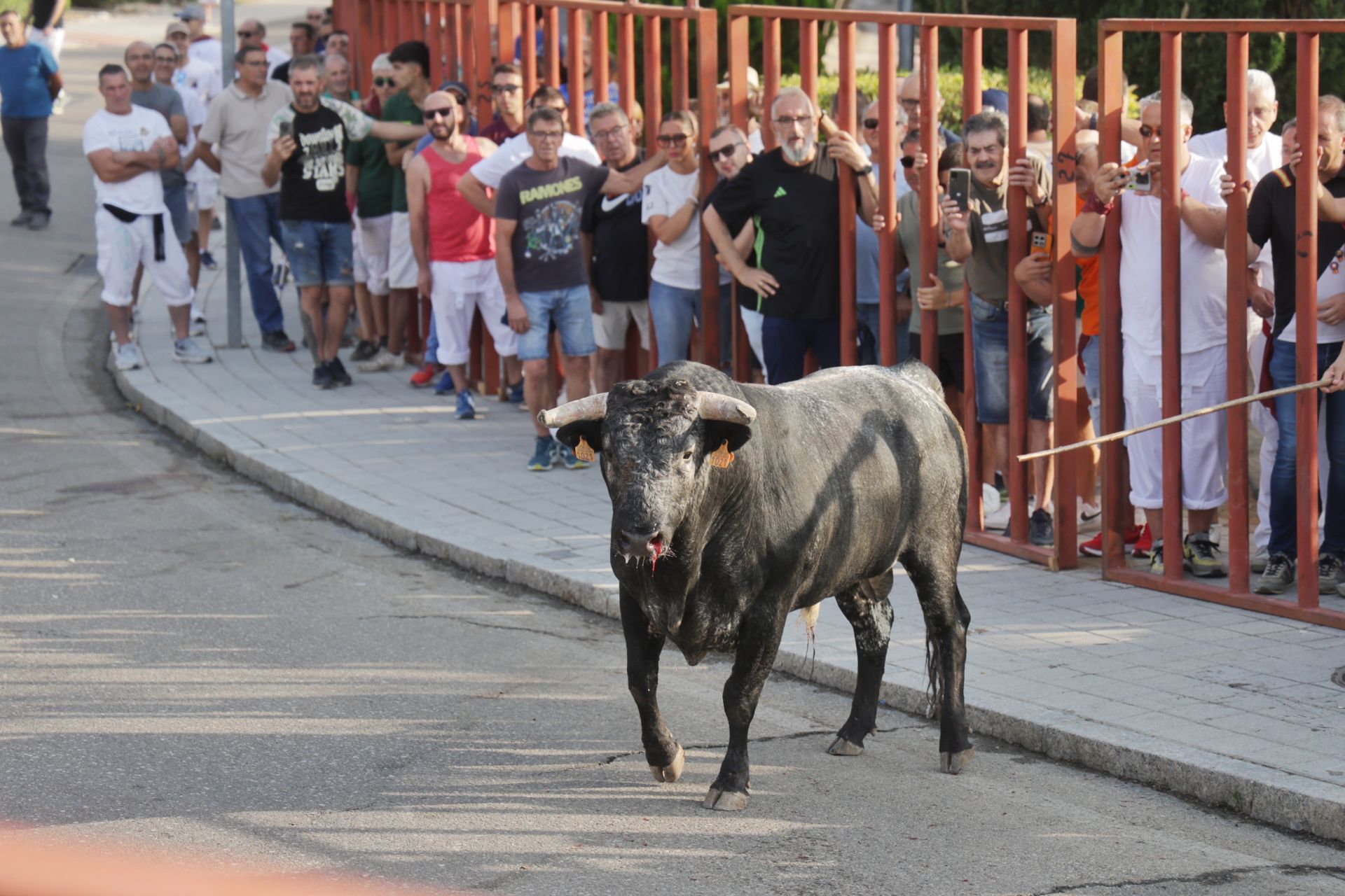 Las imágenes del encierro de Tudela de Duero de este sábado