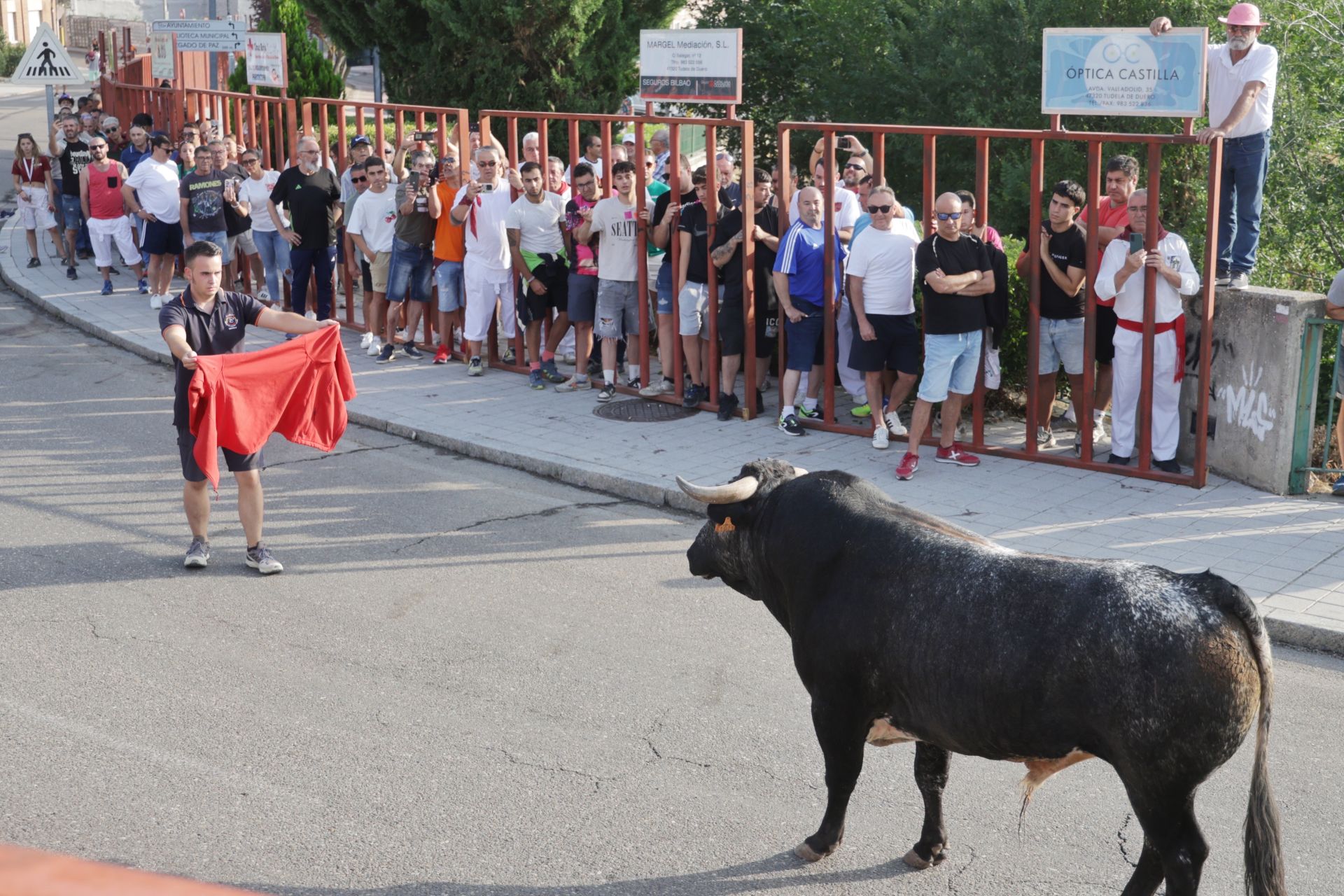 Las imágenes del encierro de Tudela de Duero de este sábado