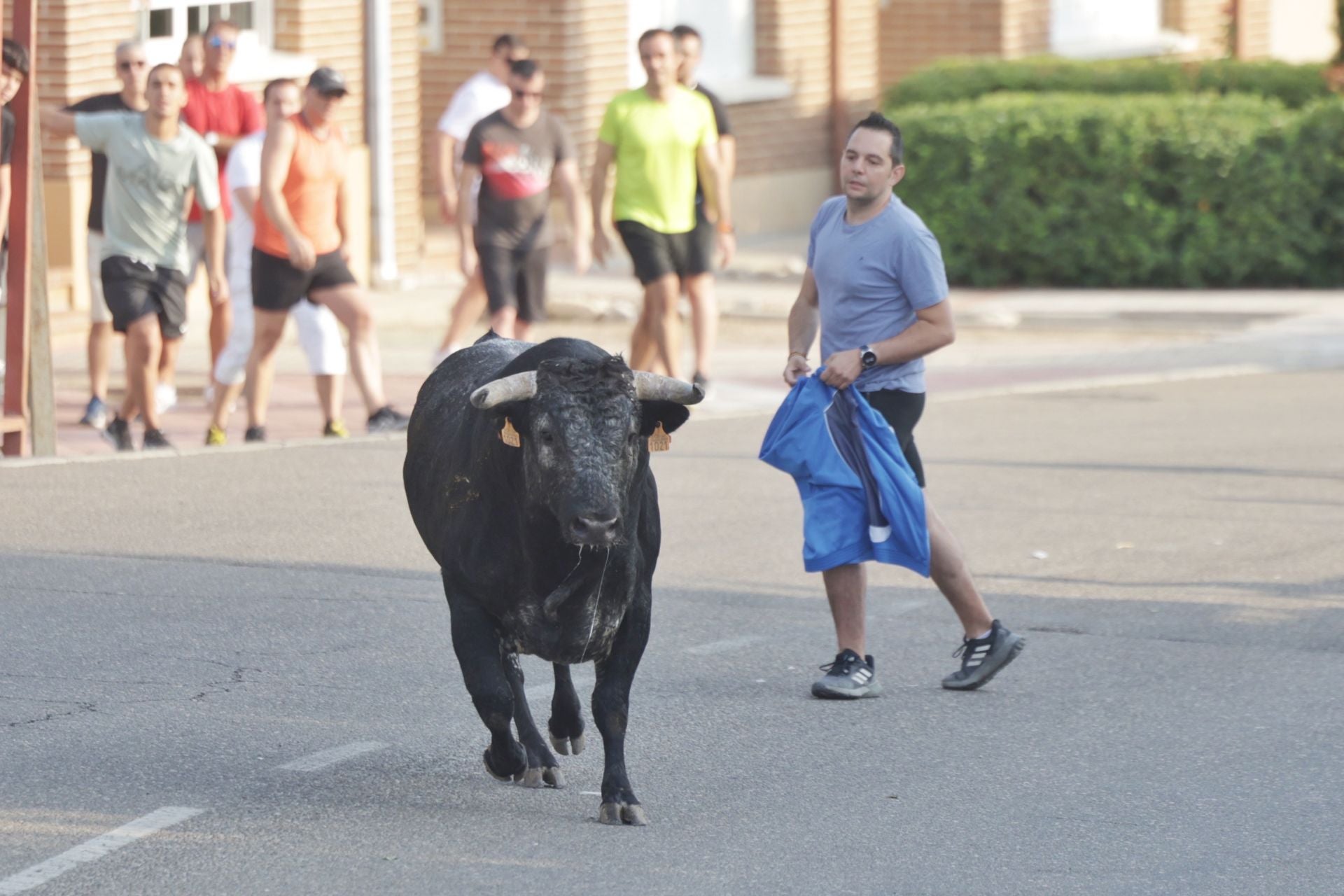 Las imágenes del encierro de Tudela de Duero de este sábado