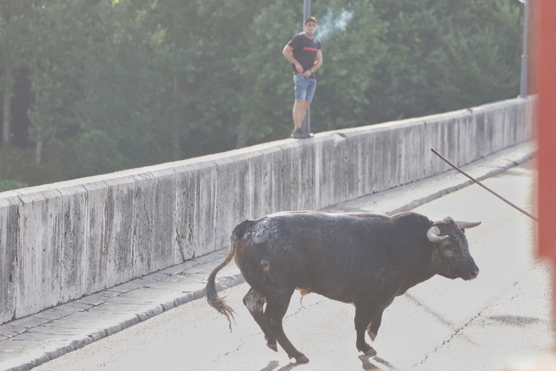 Las imágenes del encierro de Tudela de Duero de este sábado