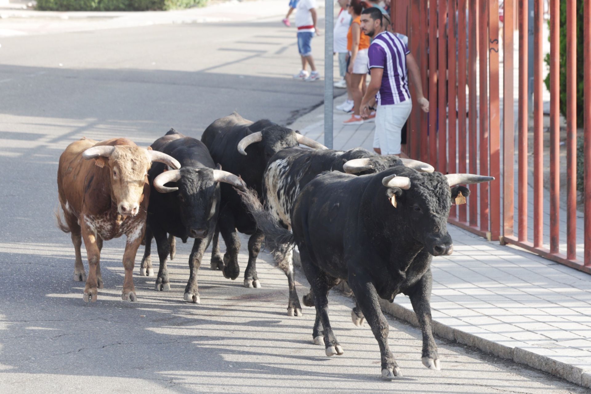 Las imágenes del encierro de Tudela de Duero de este sábado