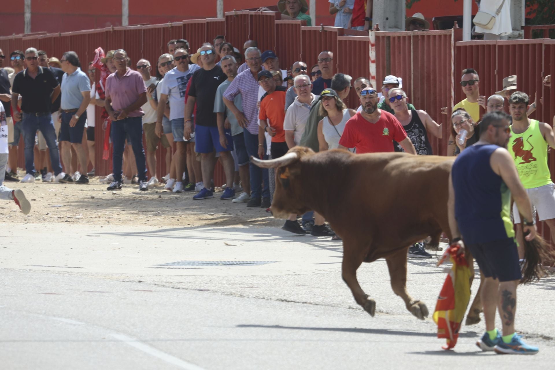 Tercer encierro en las fiestas de Rueda