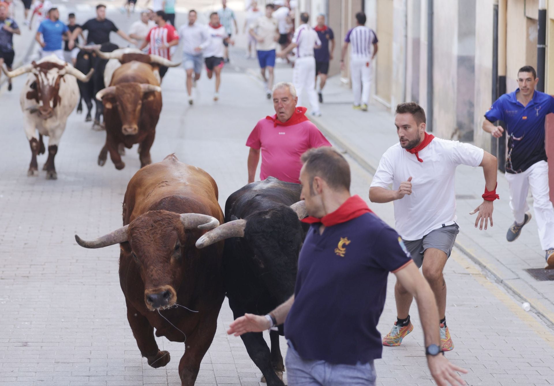 Encierro y capea del sábado en Peñafiel