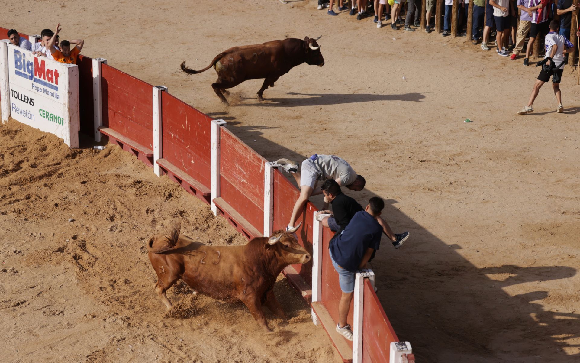 Encierro y capea del sábado en Peñafiel