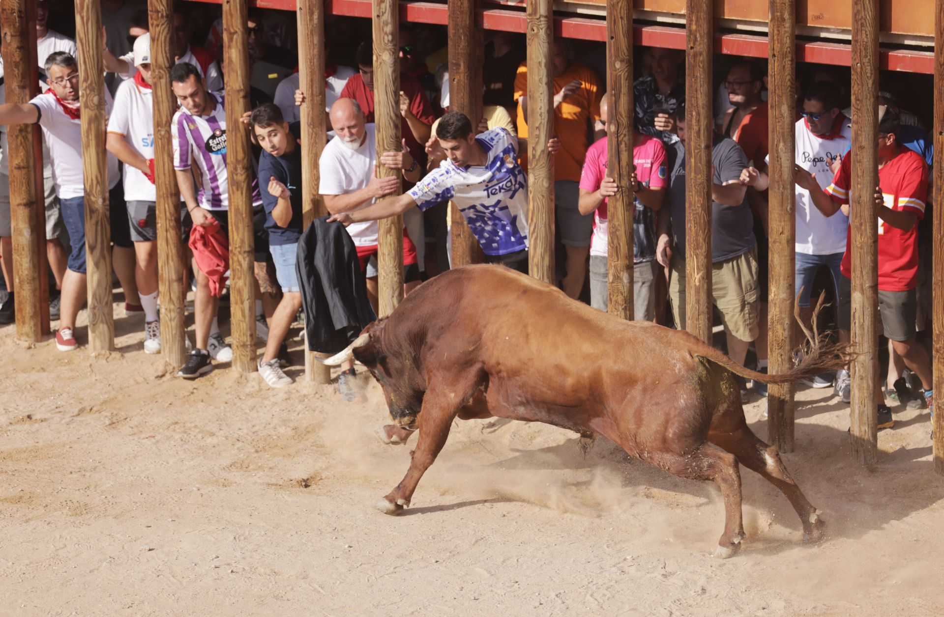 Encierro y capea del sábado en Peñafiel