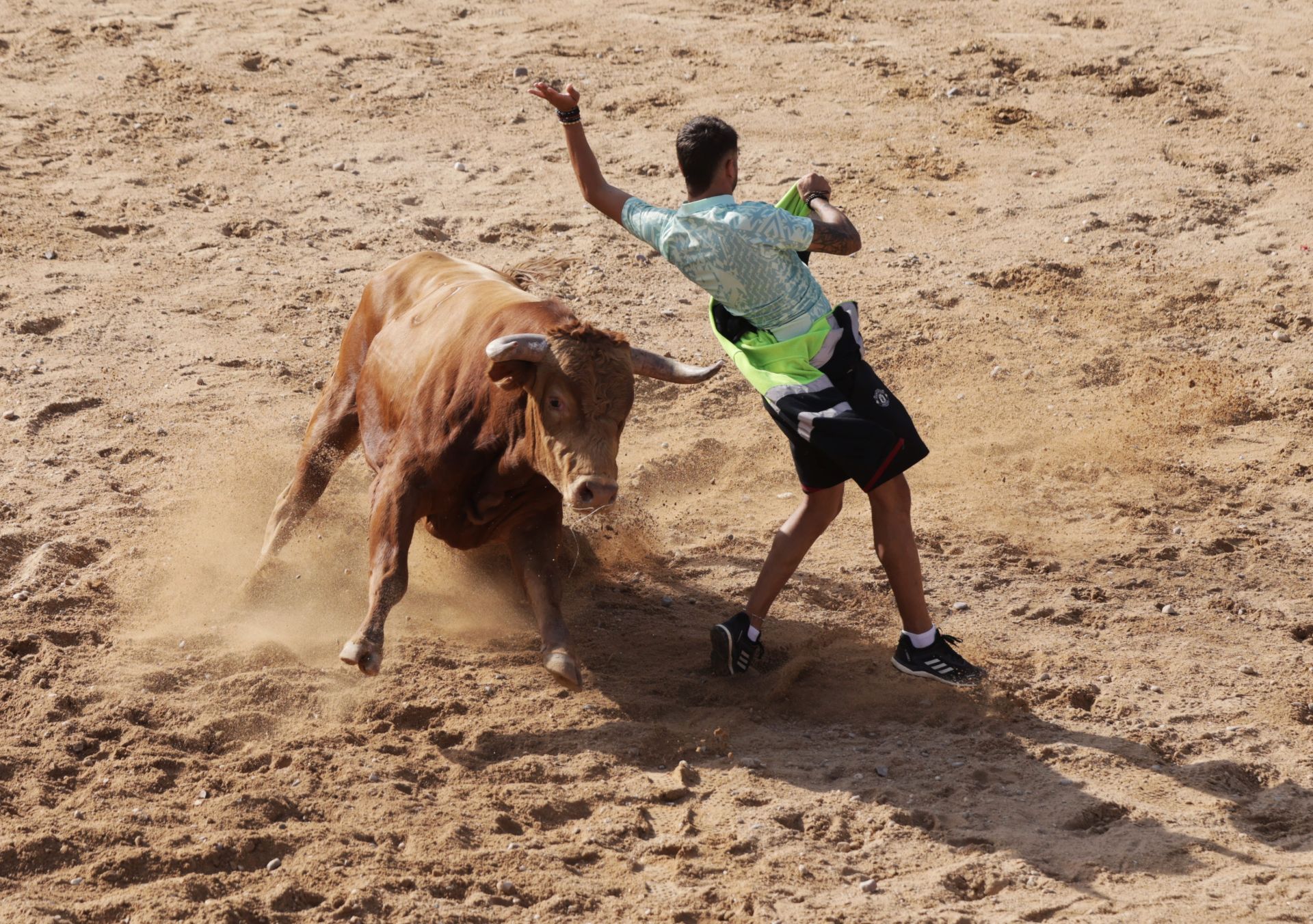 Encierro y capea del sábado en Peñafiel