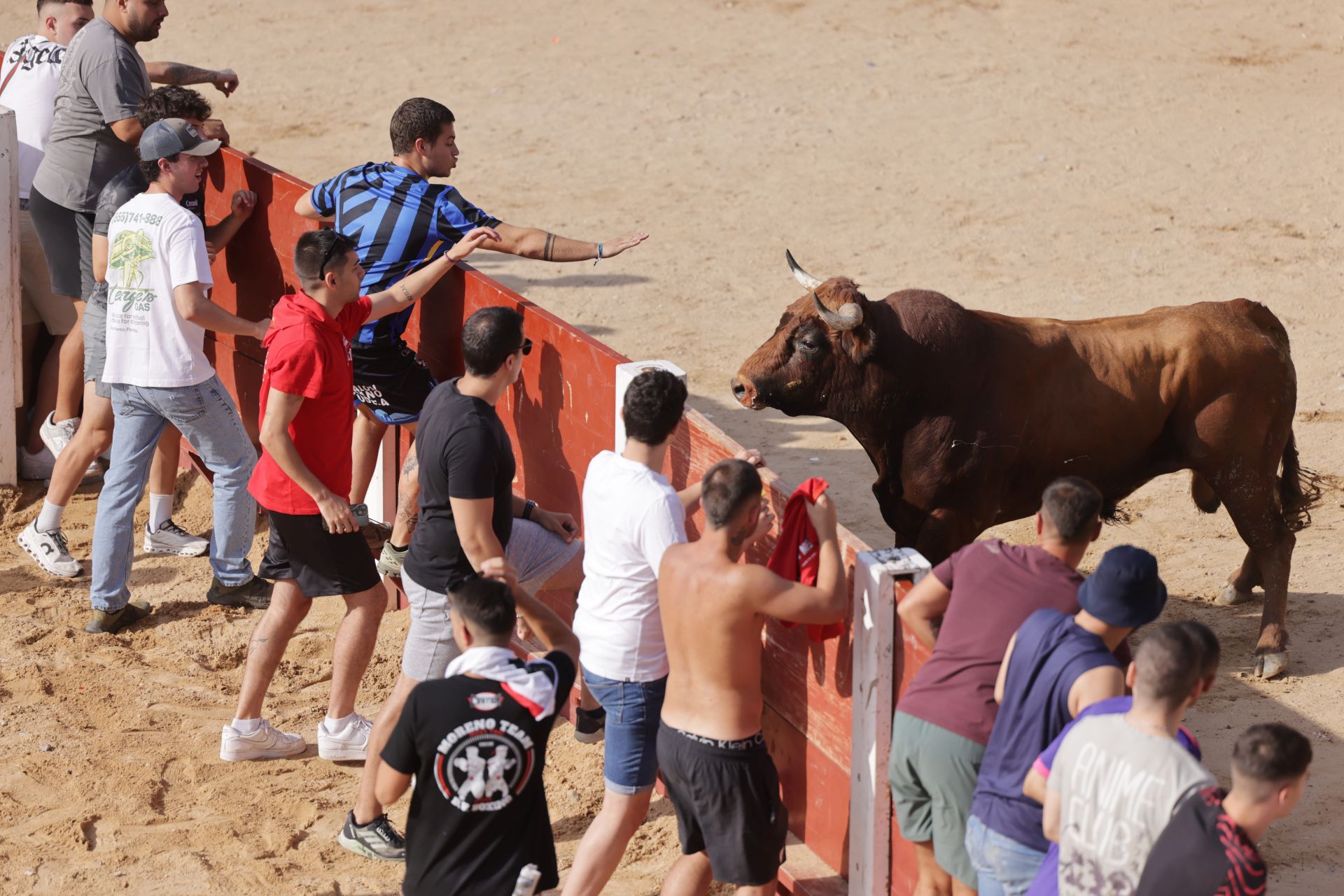 Encierro y capea del sábado en Peñafiel