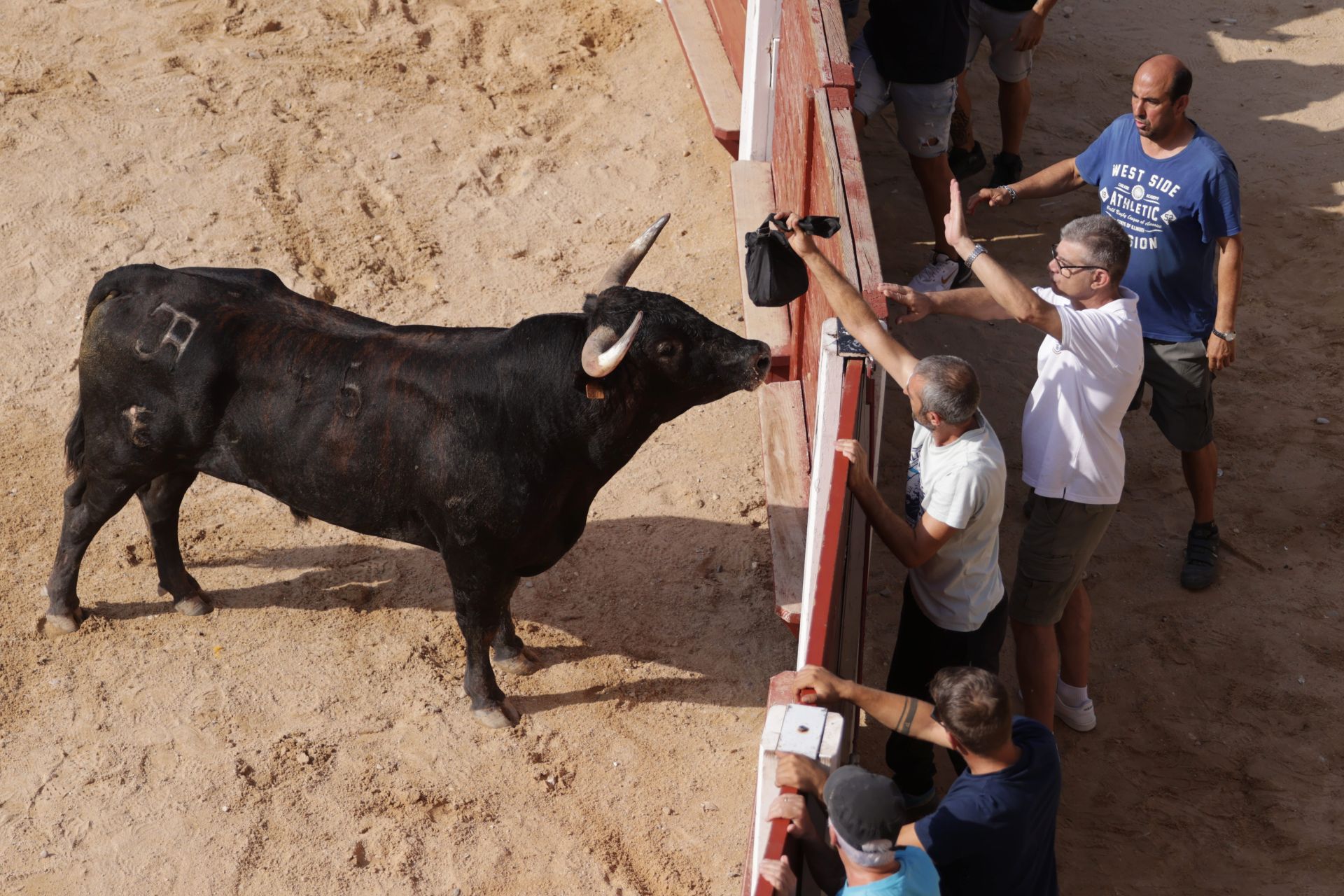 Encierro y capea del sábado en Peñafiel