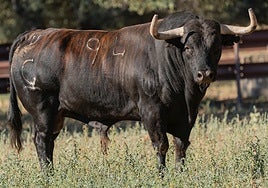 'Saltavallas', de la ganadería Garcigrande y con 615 kilos, será el Toro de la Vega 2025.