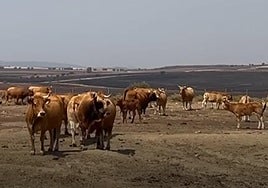 Las vacas de Ainhoa con un campo en el horizonte cubierto de ceniza.