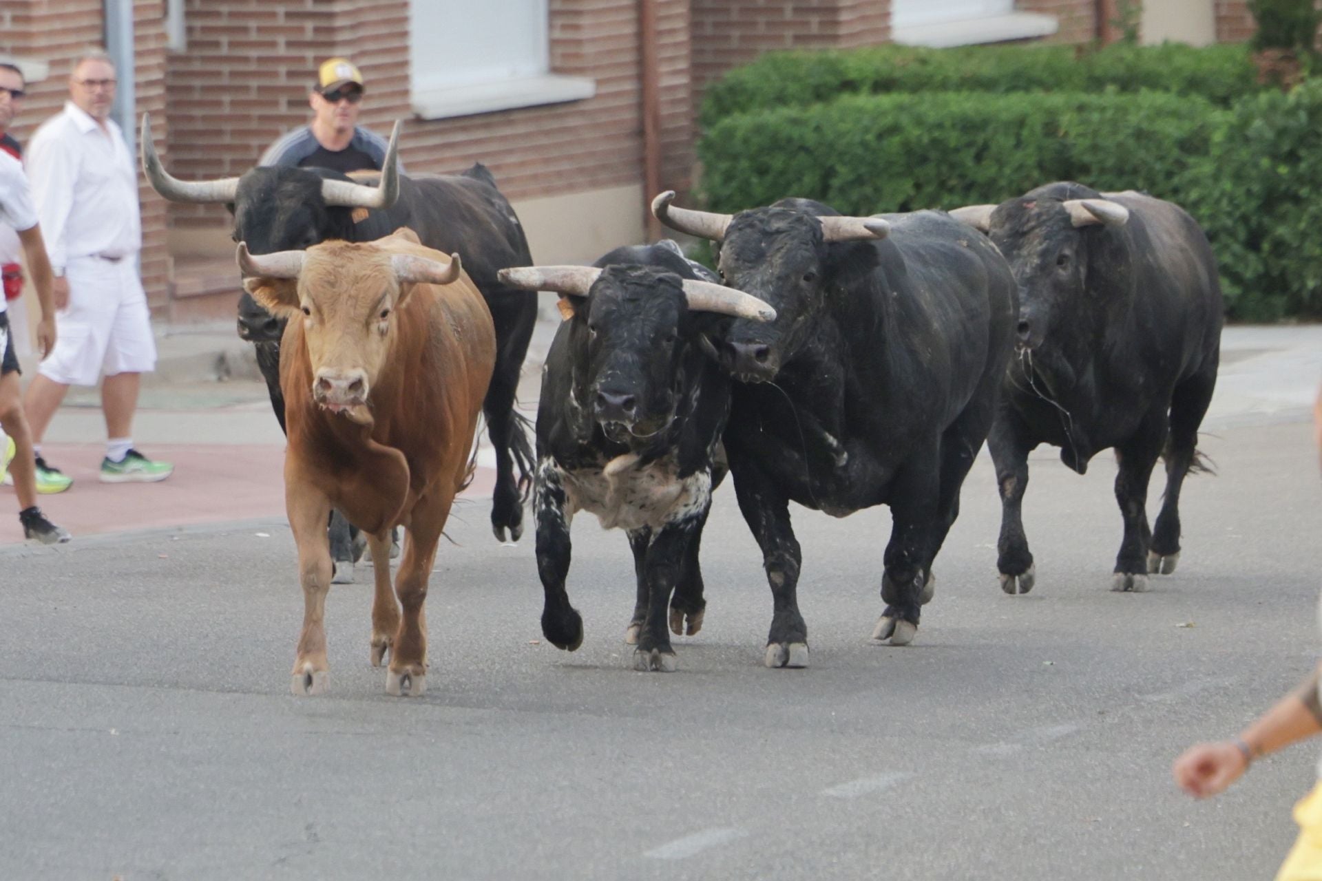 El encierro de Tudela de Duero, en imágenes