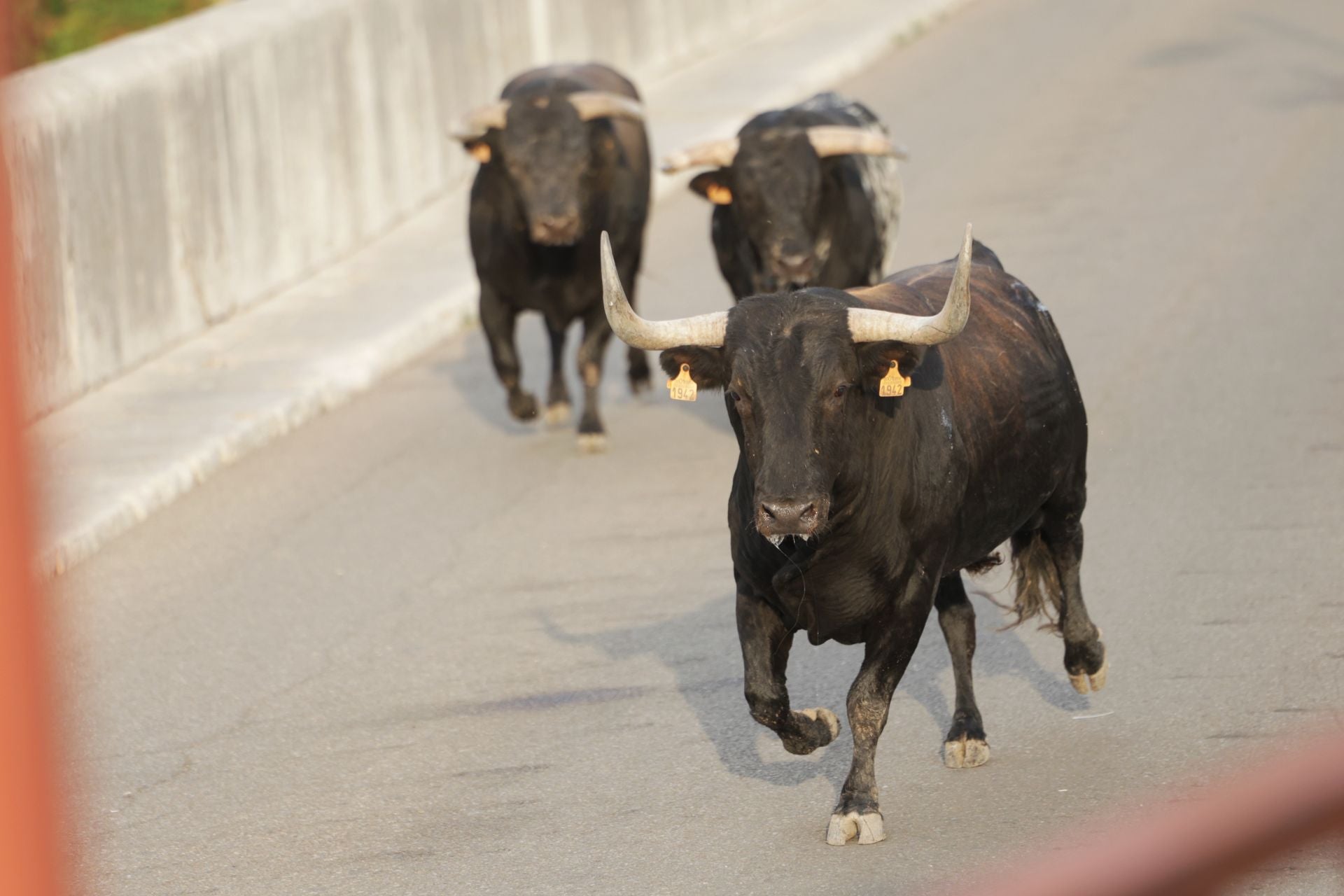 El encierro de Tudela de Duero, en imágenes