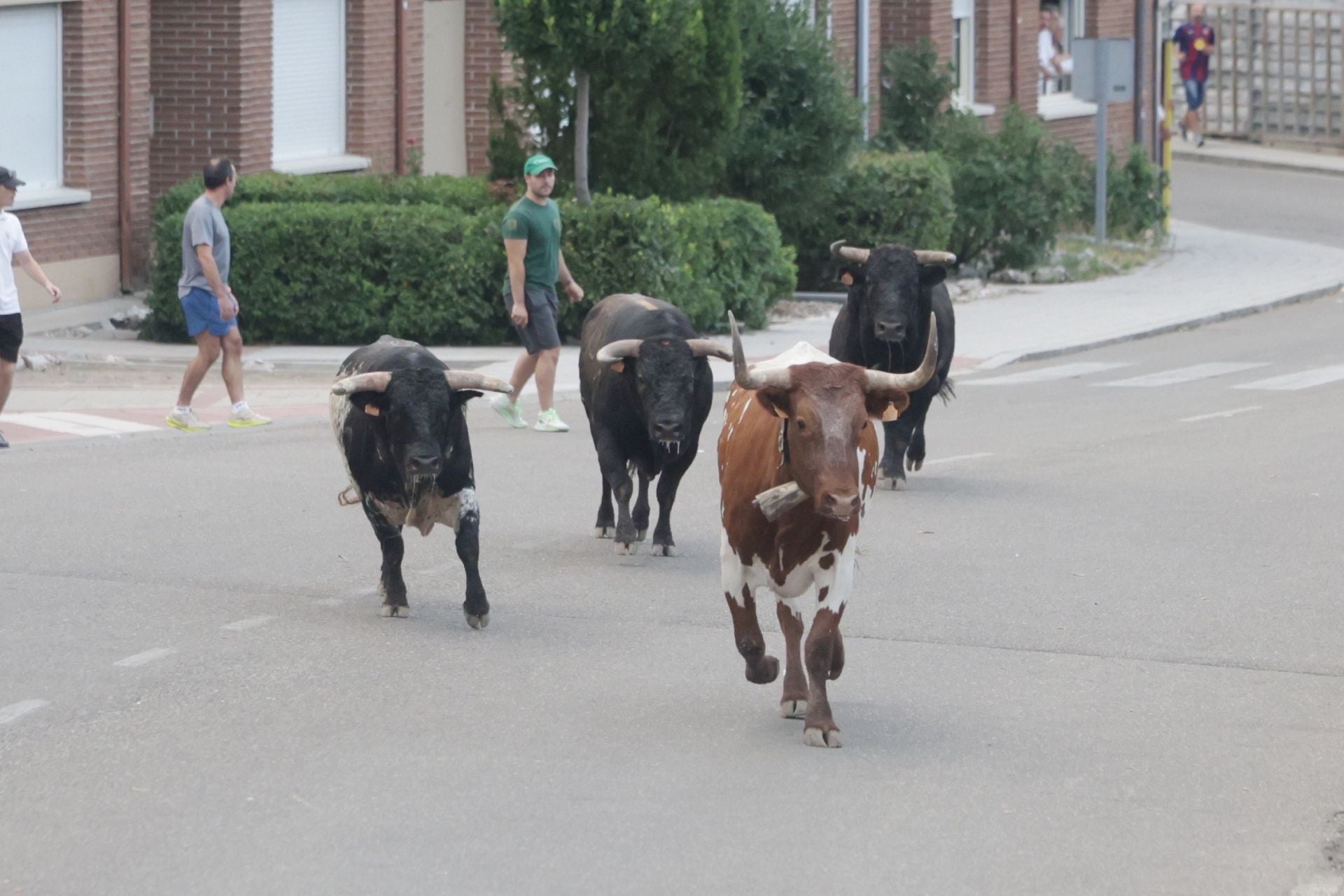 El encierro de Tudela de Duero, en imágenes