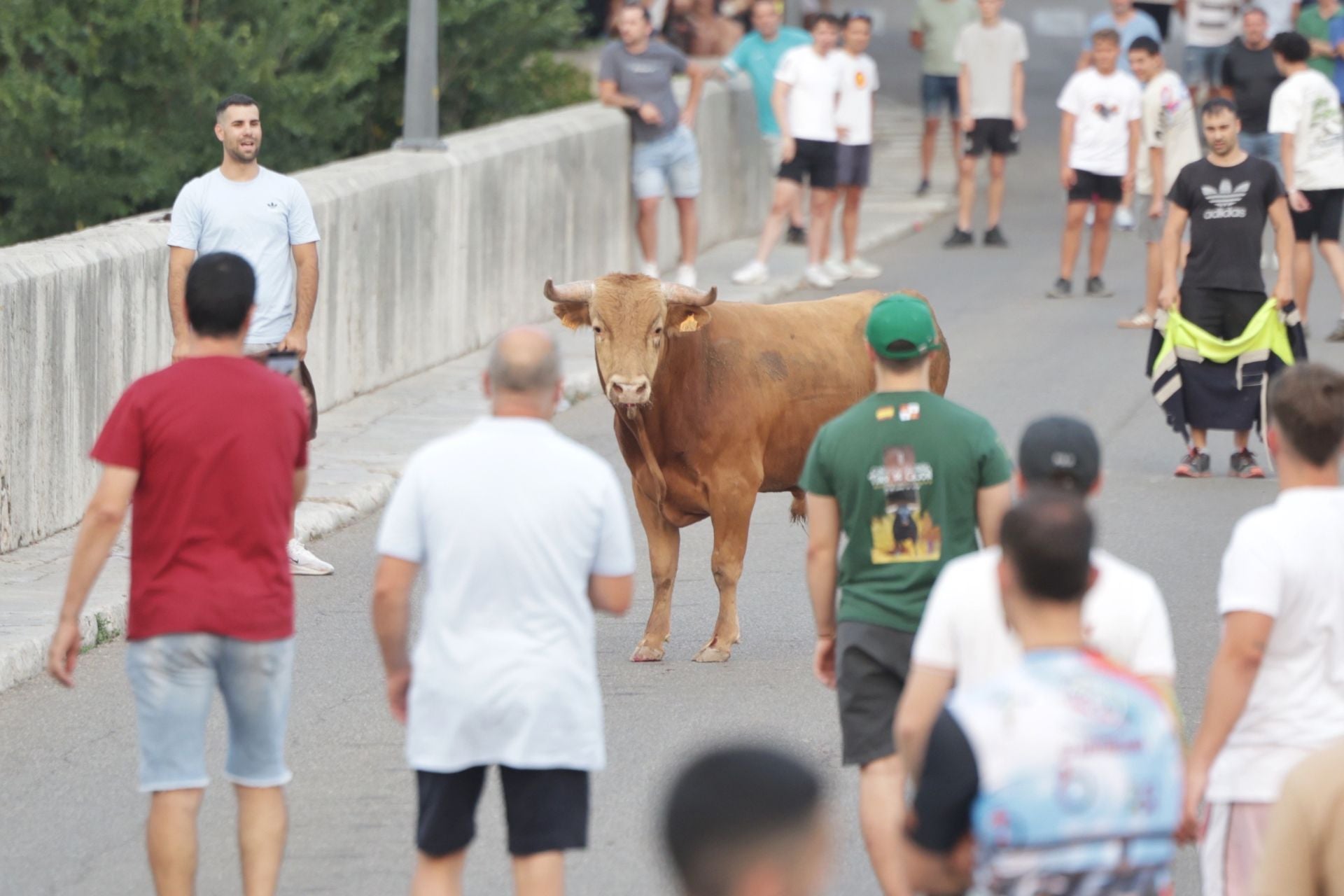 El encierro de Tudela de Duero, en imágenes