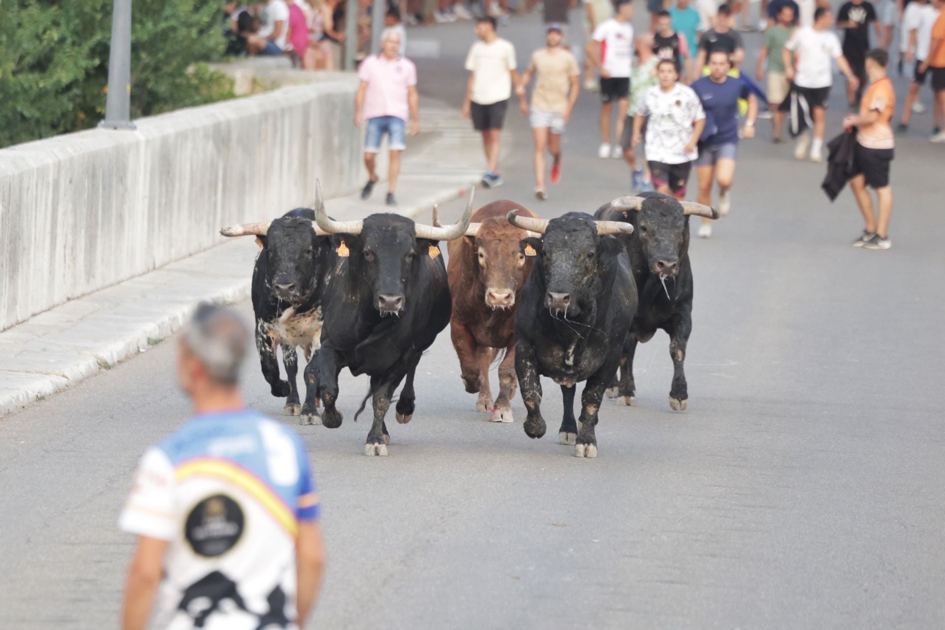 El encierro de Tudela de Duero, en imágenes