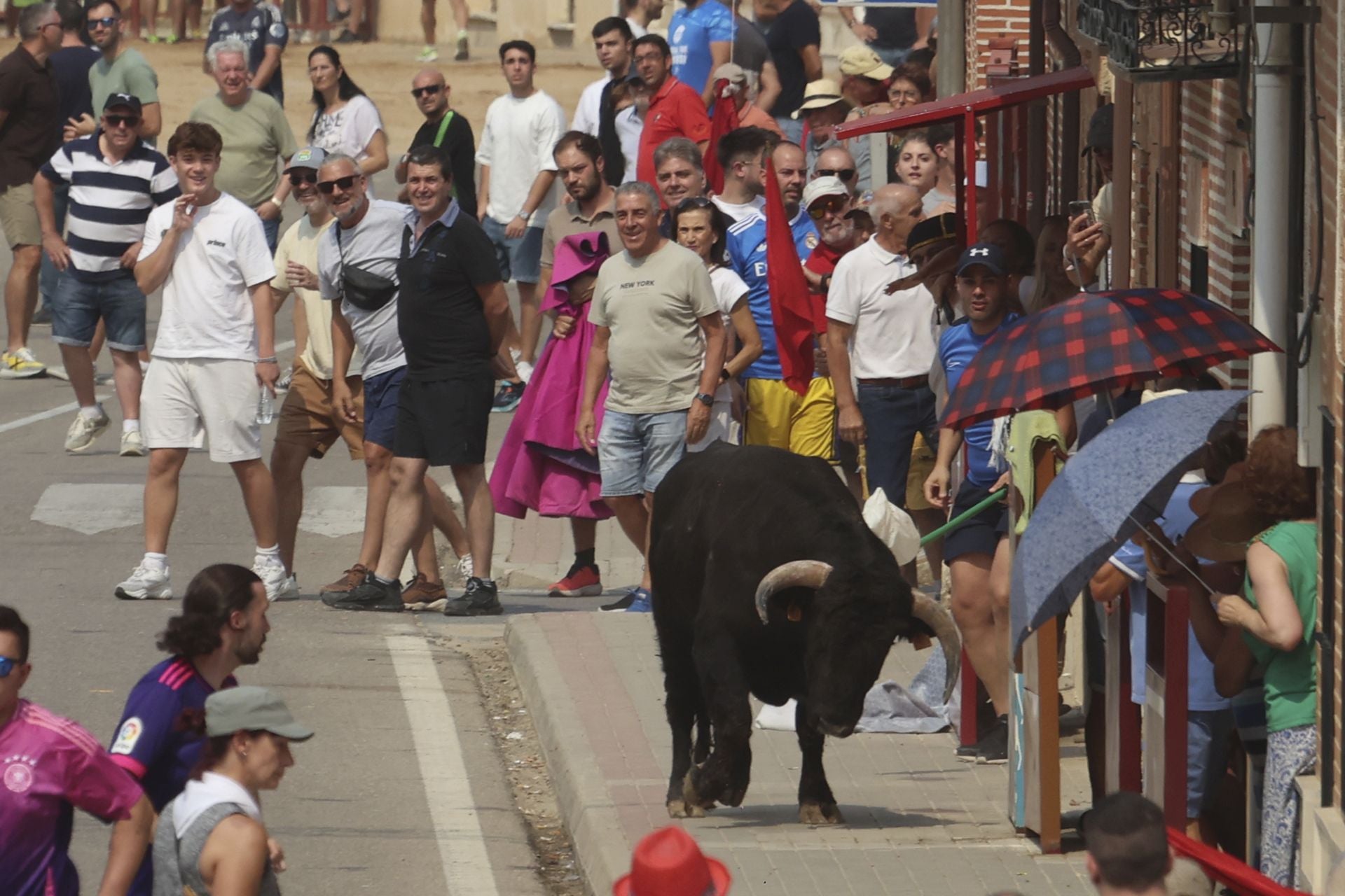 Encierro del domingo en las fiestas de Rueda