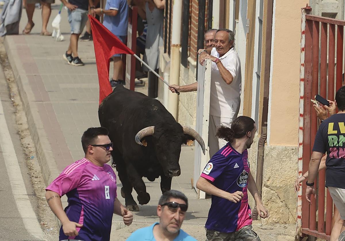 Encierro del domingo en las fiestas de Rueda