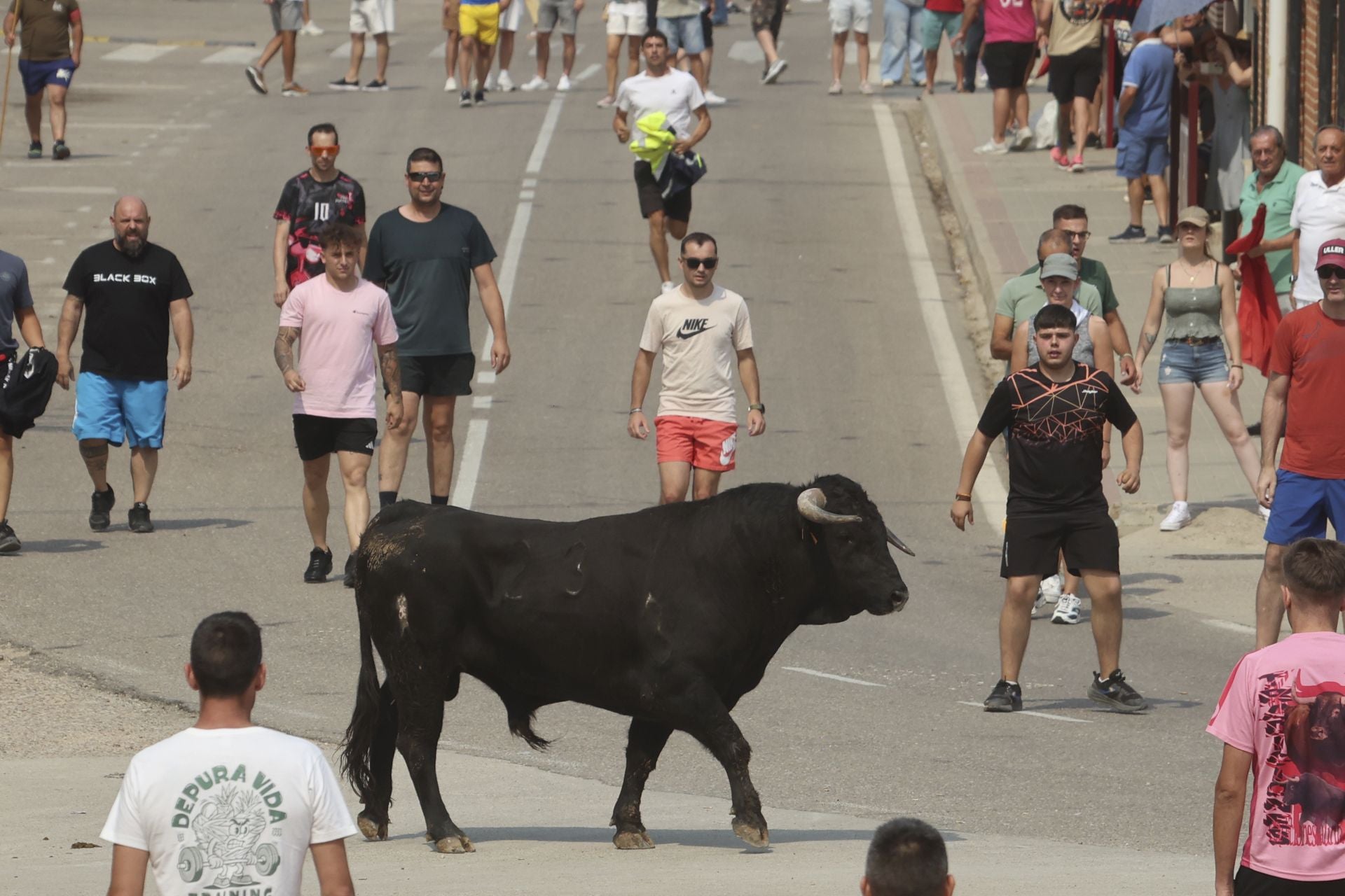 Encierro del domingo en las fiestas de Rueda