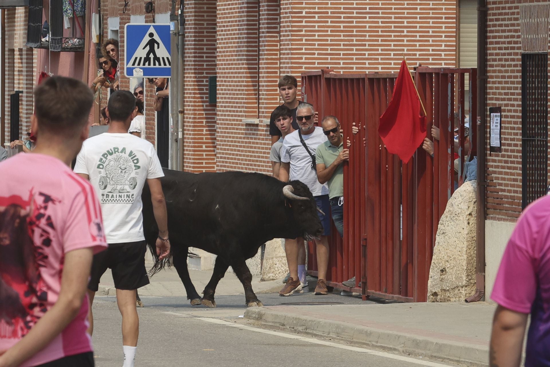 Encierro del domingo en las fiestas de Rueda