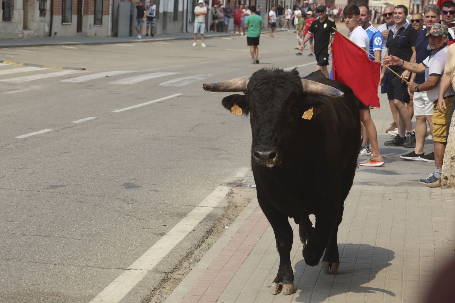 Encierro del domingo en las fiestas de Rueda