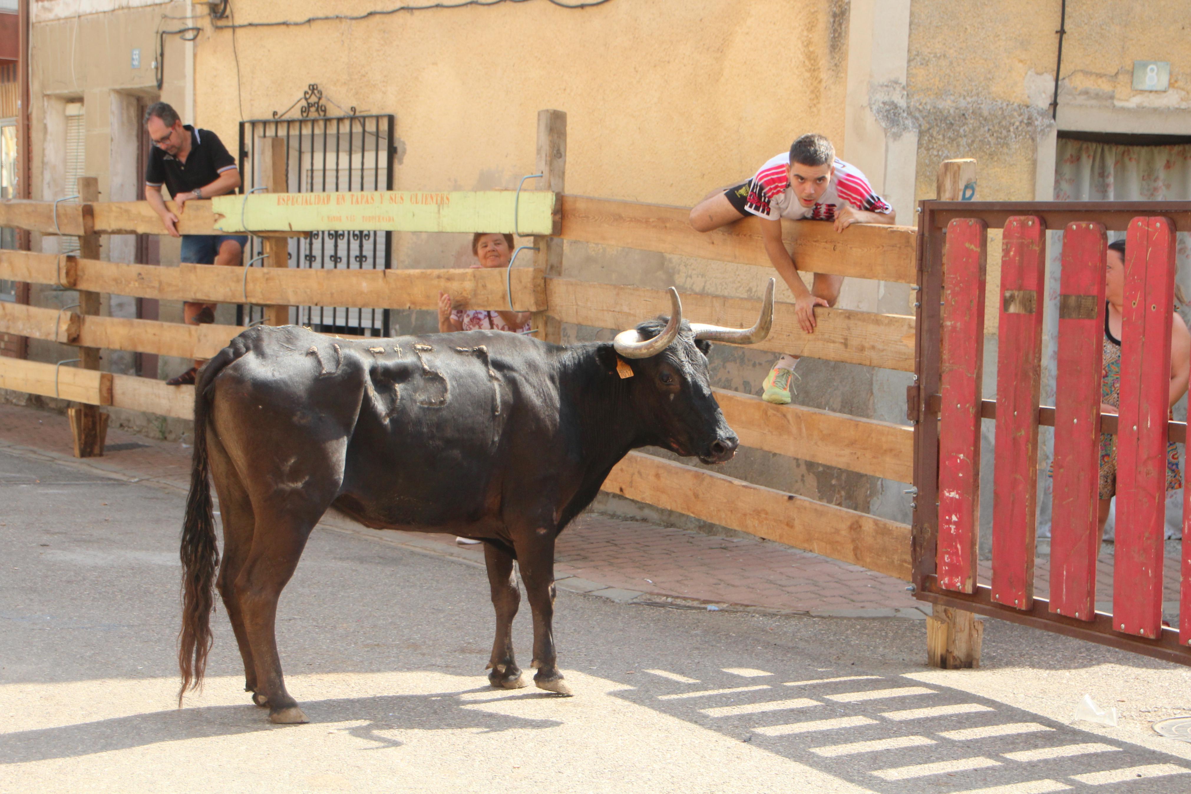 Torquemada disfruta de los Encierros