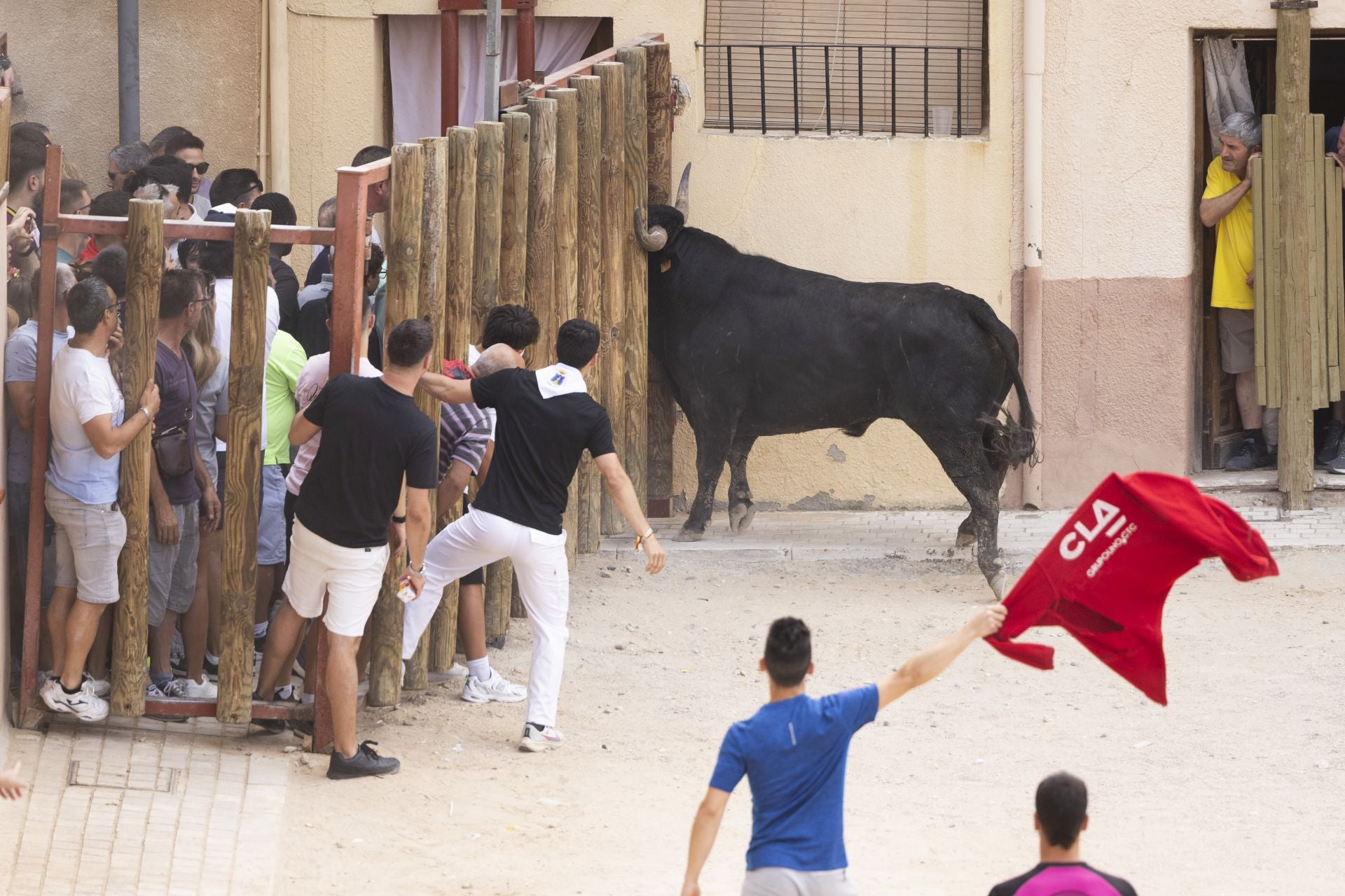 Encierro y capea del domingo en las fiestas de Peñafiel
