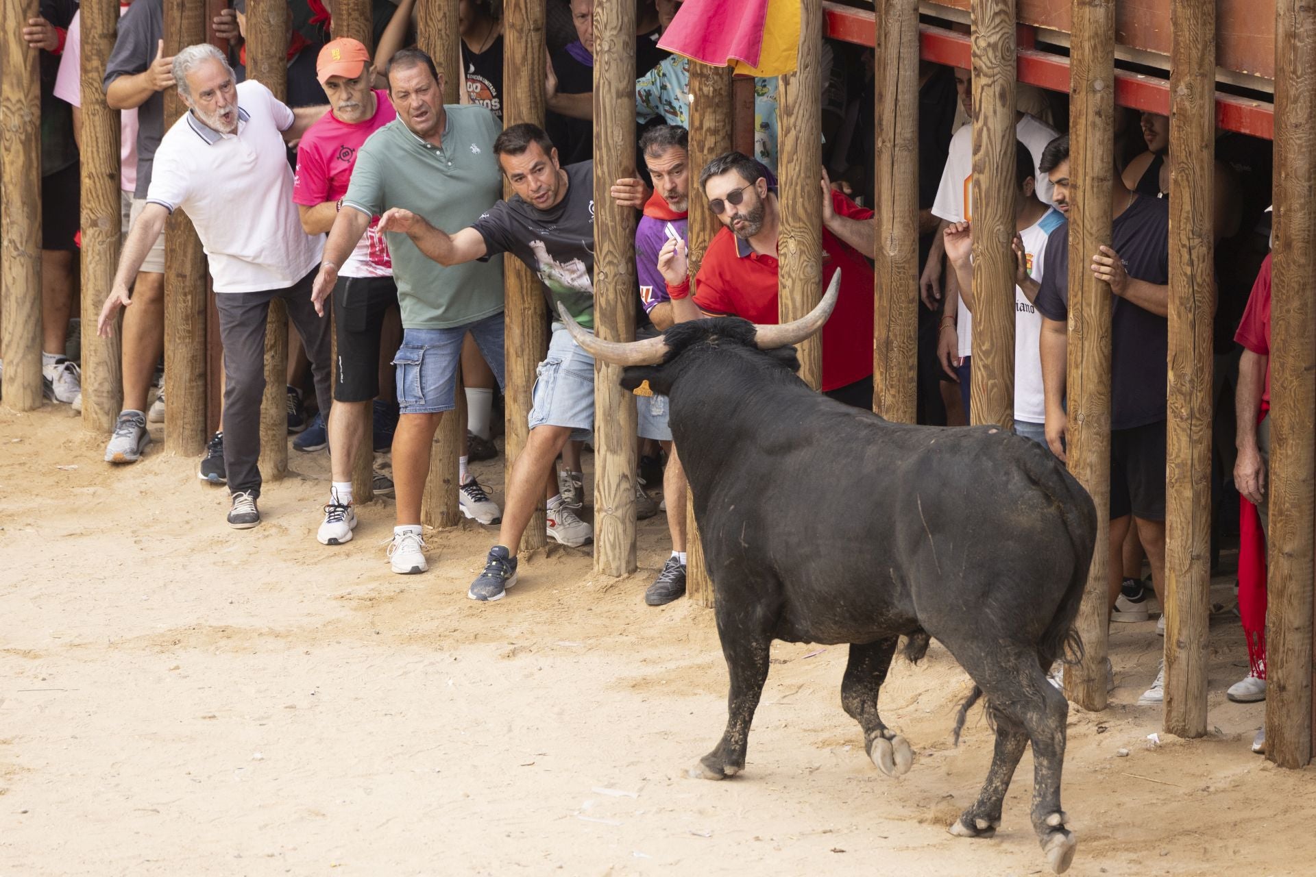 Encierro y capea del domingo en las fiestas de Peñafiel