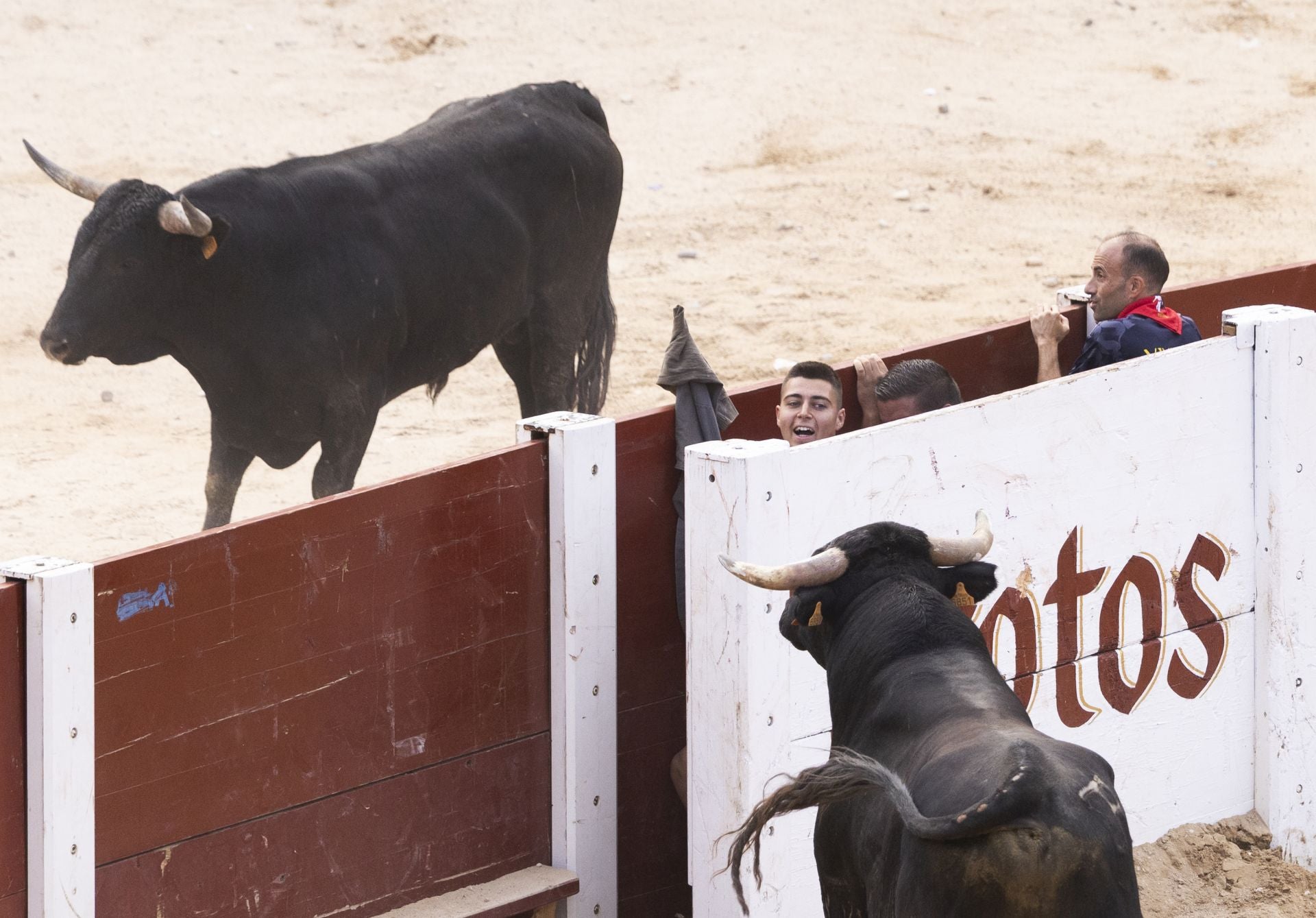 Encierro y capea del domingo en las fiestas de Peñafiel