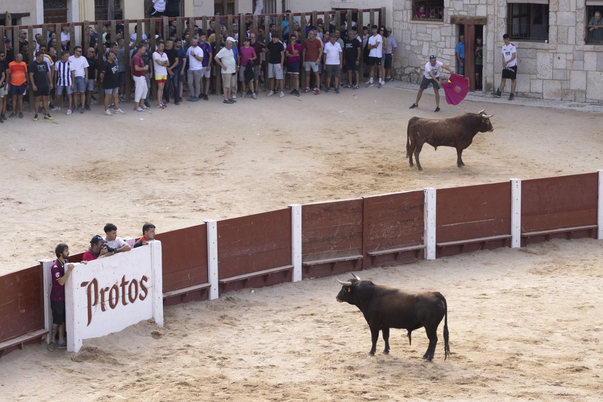 Encierro y capea del domingo en las fiestas de Peñafiel