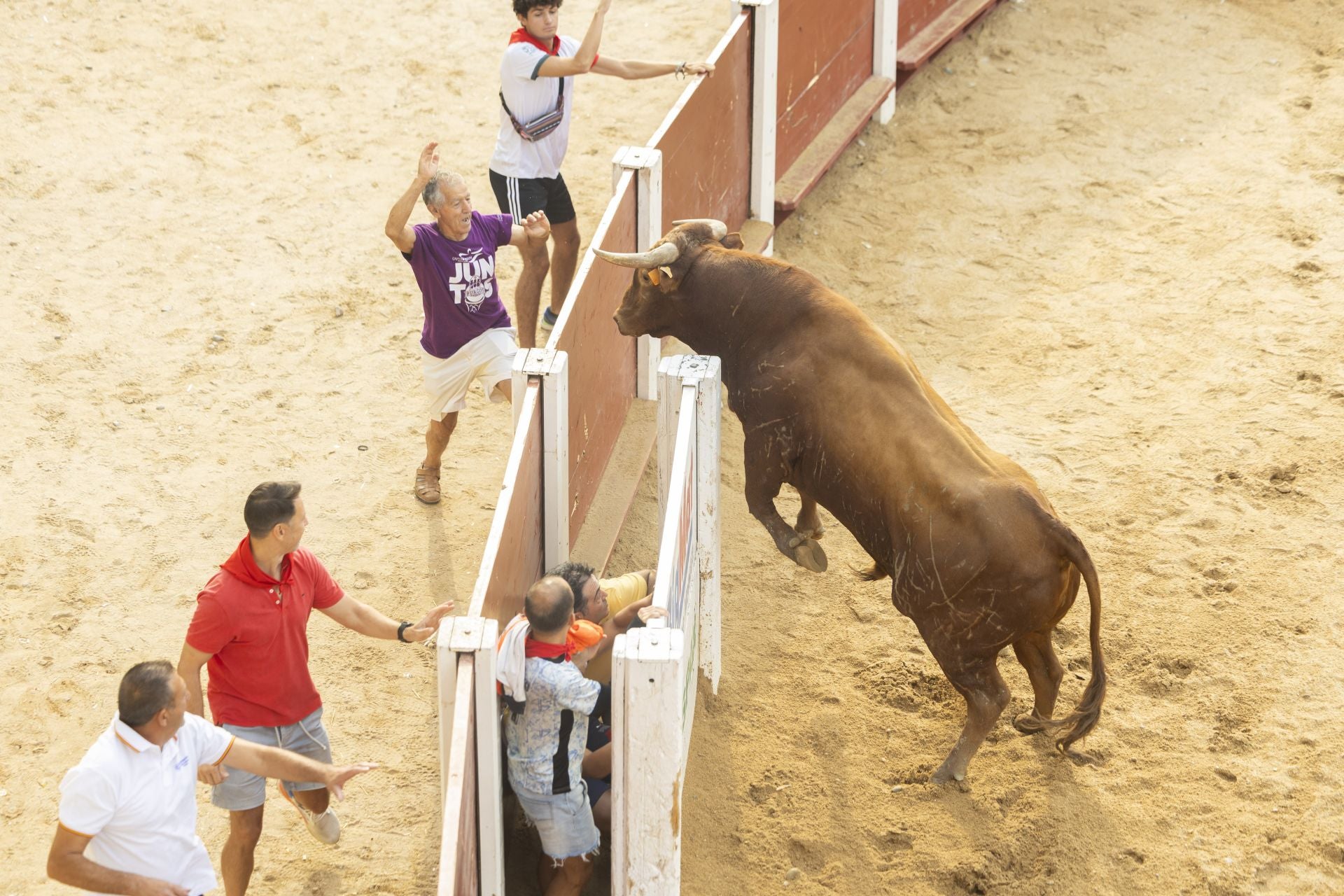 El último encierro de Peñafiel, en imágenes