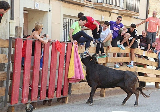 Una vaquilla avanza por el recorrido, animado por numeroso público desde las talanqueras.