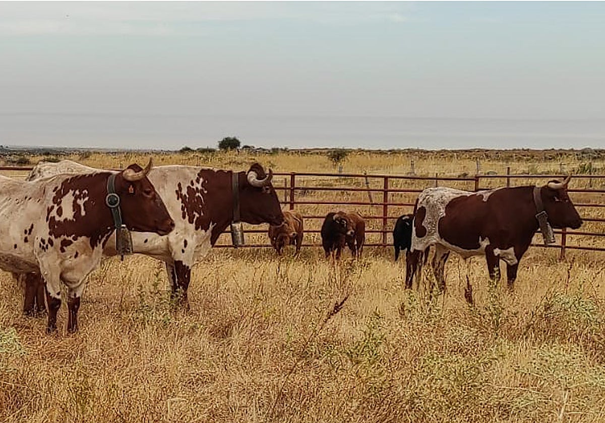Astados en los corrales de Villacastín a la espera del encierro