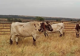 Astados en los corrales de Villacastín a la espera del encierro
