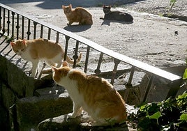 Colonia felina en la capital segoviana.