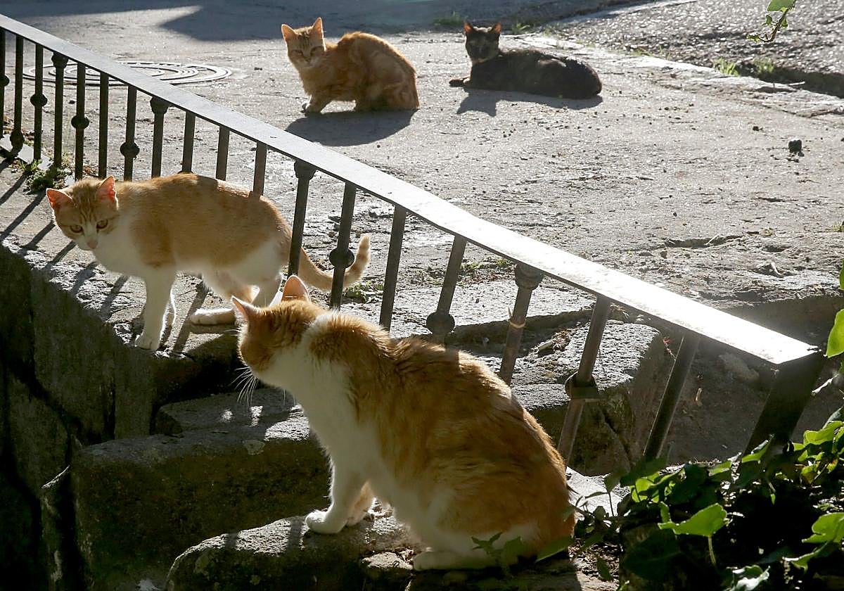 Colonia felina en la capital segoviana.