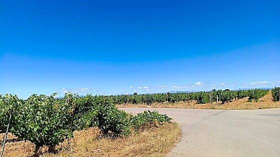 Valdevimbre: un plan perfecto entre viñedos y bodegas históricas