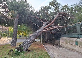 Árbol caído en la calle Francisco Scrimieri sobre el vallado de la Subdelegación del Gobierno en Valladolid.