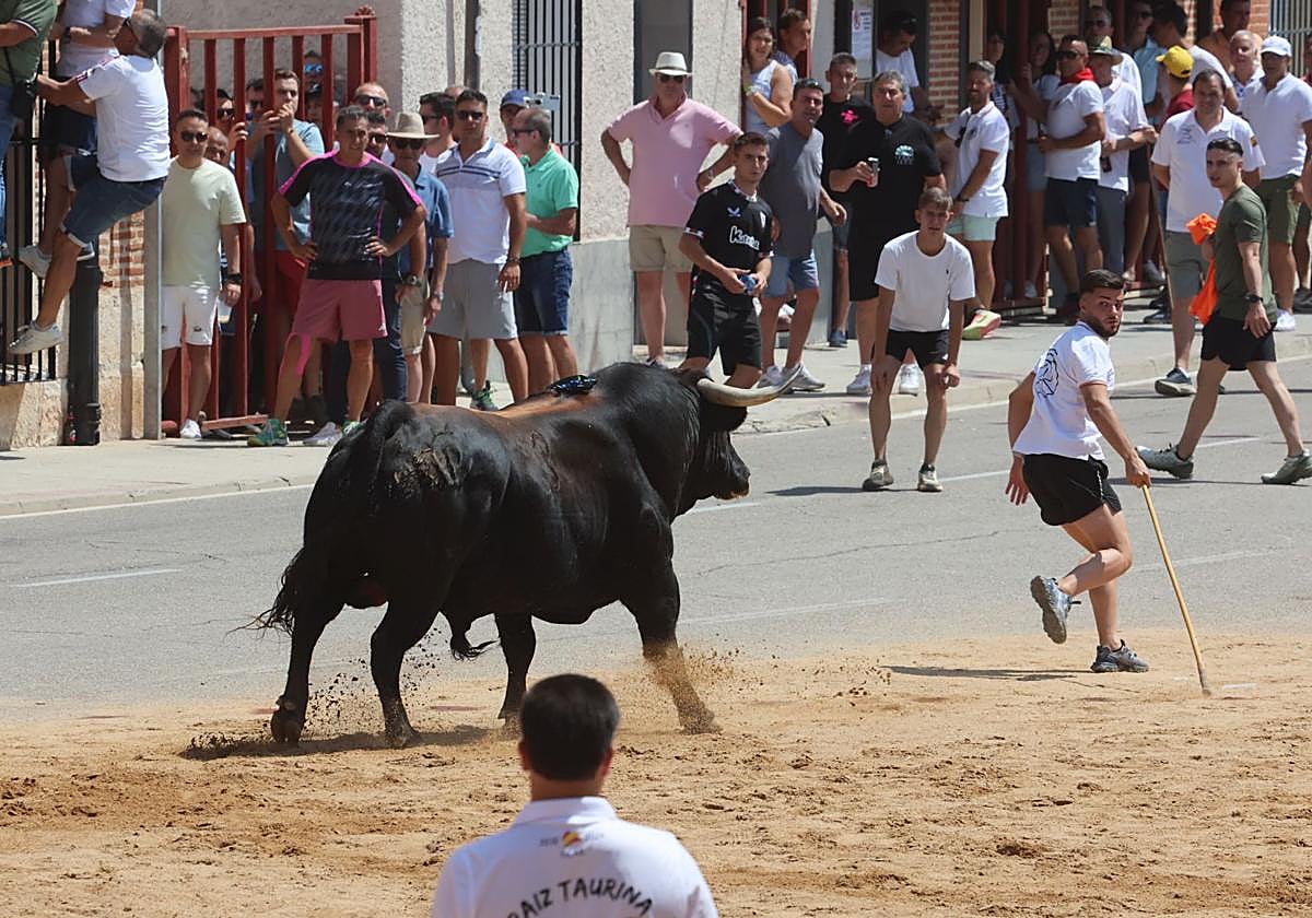 Toro del Verdejo en Rueda